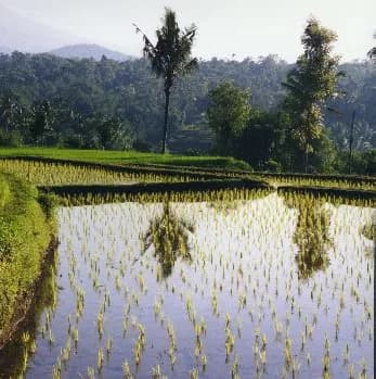 Tetebatu Nature Tour